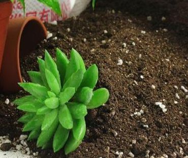 地黄种植要点中，黄花盆种植地黄需要注意哪些细节技巧