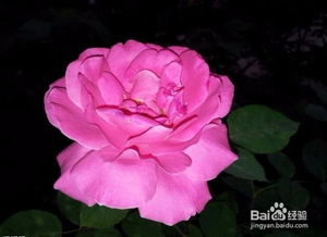 药用价值：花中良药， 疗效显著