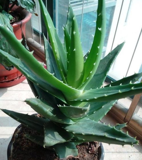 芦荟：美容养颜的宝库