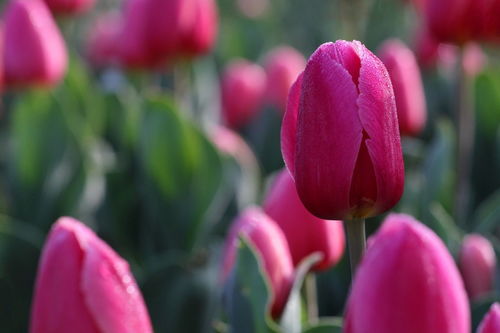 米兰花卉市场的小秘密