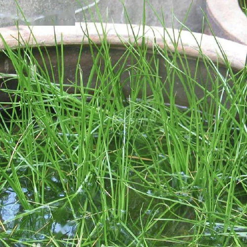 方法一：适时浇水