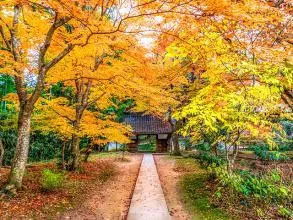 五角枫春播技巧，省时30天弥补秋播遗憾！