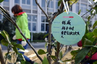 樱桃施肥与老根处理