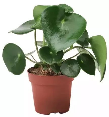 第五步：上盆， 把绿宝树放入新家