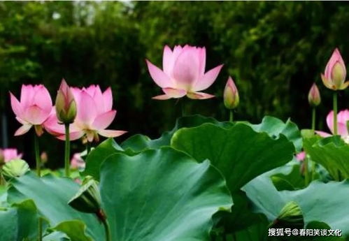 荷花：一年生水生花卉，花开花落，美不胜收！