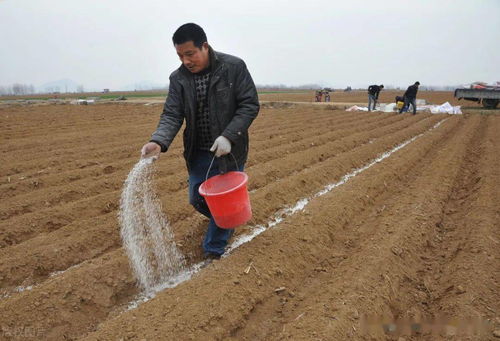 有机肥料的使用