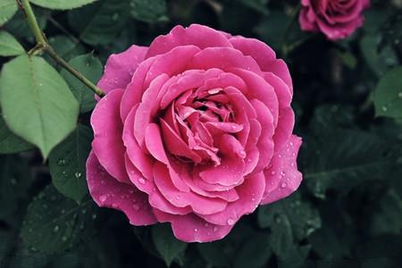 扬基歌月季：那朵跳动的橙色黄彩