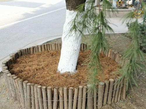 冬天的雪松树：一场视觉的奇遇