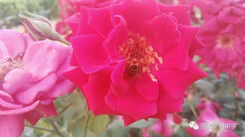 月季：春夏秋冬的花之精灵