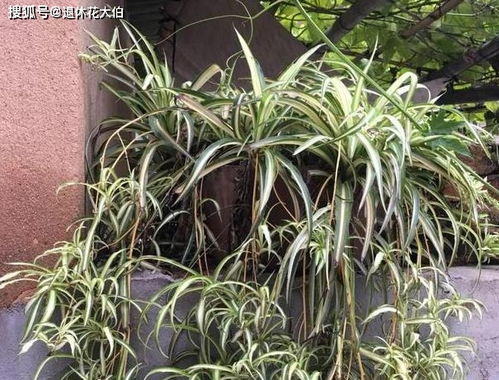 花卉缓苗期追肥， 新手如何避免烧根