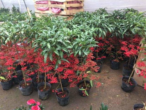 常绿植物推荐，如何让家里四季常绿