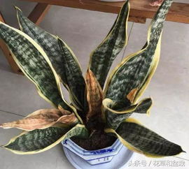 虎皮兰喜阴还是喜阳？新手养殖如何避免常见问题