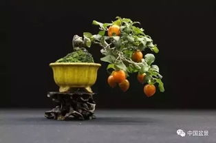 选择合适的植物