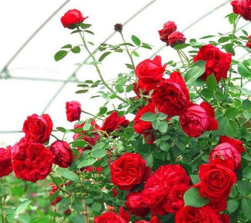 红龙月季花量大， 香气浓郁