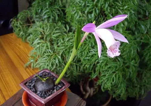 永生花摆放需避直射阳光、潮湿和异味