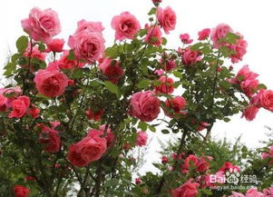 月季的栽培历史中的独特分类方式