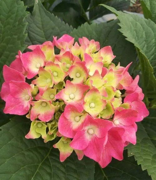 多彩花瓣的代表