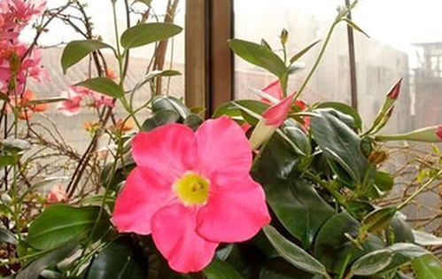 六月份开什么花？这些花在六月开得正当时