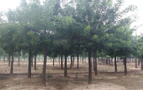 一、苗木价格那些事儿