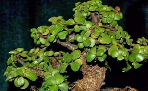 金花葵养护：了解其生长习性