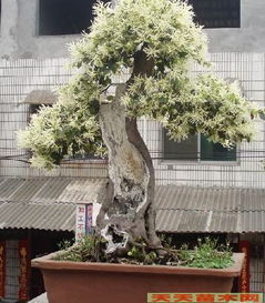 红花檵木与白花檵木哪种梗适合家居装修？