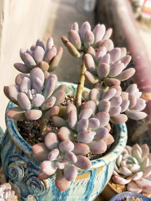 新手必kan， 多肉推荐