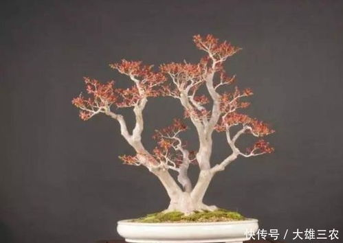 独特树种：紫藤、雀梅等