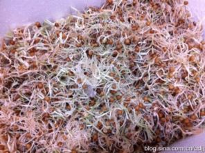 阳台种菜用什么肥料？如何施肥效果最佳
