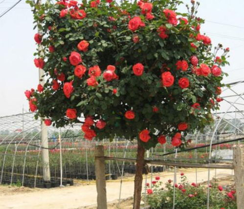 南阳春诚月季之乡