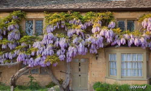 充足水分，紫藤的生长需要它