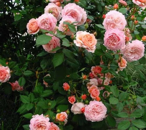 月季地栽的优缺点