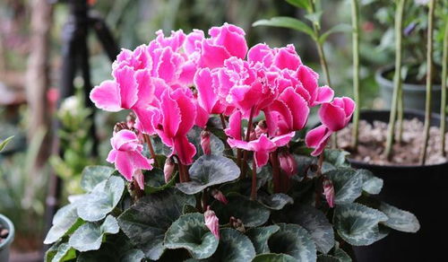 仙客来萌芽期，如何浇水才能避免烂根