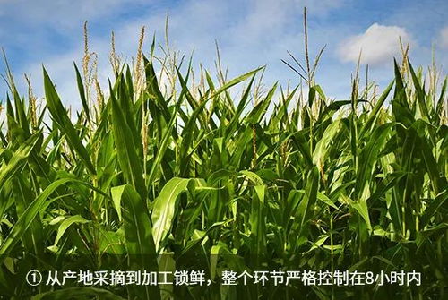 玉米品质大揭秘：饲料中的关键控制点