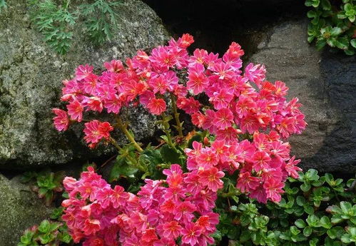 露薇花在什么季节播种最适宜，以确保其发芽率和生长效果