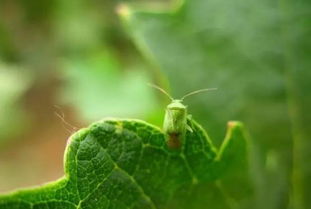 亚洲玉米螟，玉米的噩梦