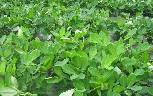 花生种植，那些农药的拌种效果如何？