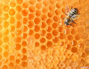 葡萄白粉病的烦恼