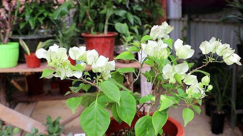 百菌清：防治病虫害的神秘武器