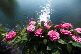 红月季花语“醉心浪漫”究竟蕴含着怎样的美丽与深意