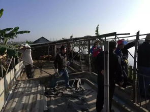 滘镇水乡环境整治，清拆违建猪棚