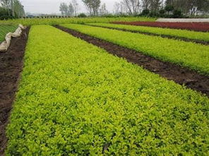 供应中心求购专场