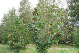 杨梅果园栽植技术，探讨杨梅种植方法与要点