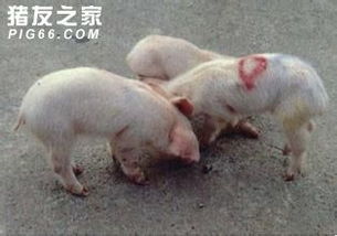 新生仔猪腹泻病因有哪些？如何有效防治