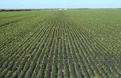 农民伯伯的经验，值得借鉴