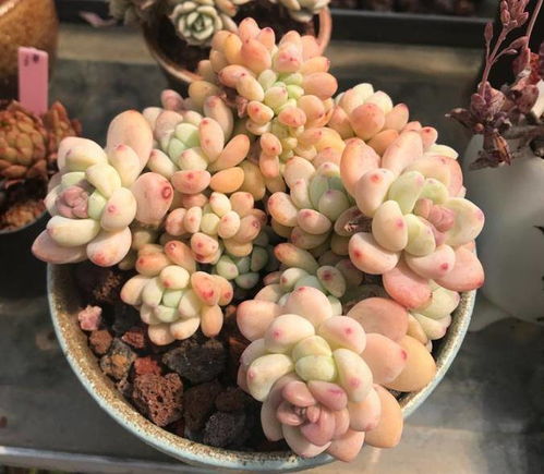 狠晒太阳， 多肉梗美丽