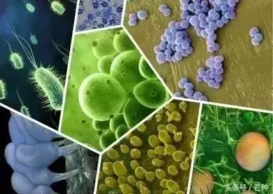 枯草芽孢杆菌：土壤改良的好帮手