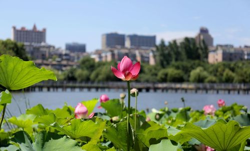 荷花文化，北方风情