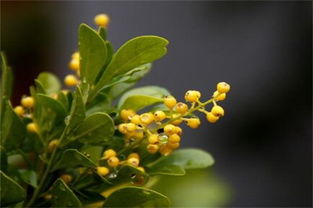 米兰落叶， 冬季的烦恼