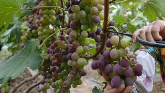 葡萄的神秘白霜，真相是啥？