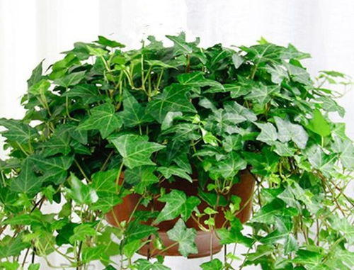 耐阴品种对比表